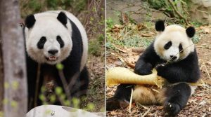 Giant Panda Couple Set Off for Spain