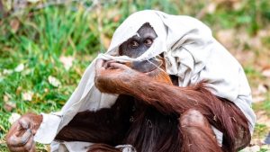 Shanghai Zoo Collects Recycled Sheets and Blankets for Animals
