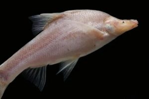 New Blind Fish Species Discovered in Guizhou