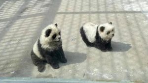 "Panda Dogs" Cause Stir at Jiangsu Zoo