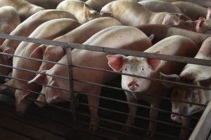 Pig Farm in Shanghai Converts Waste to Renewable Natural Gas