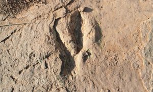 World's Largest Deinonychosaur Tracks Discovered in China