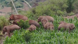 China's "Wandering Elephants" Welcome New Members to Herd