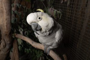 Chinese Zoo Offers Night Tours to Escape Summer Heat