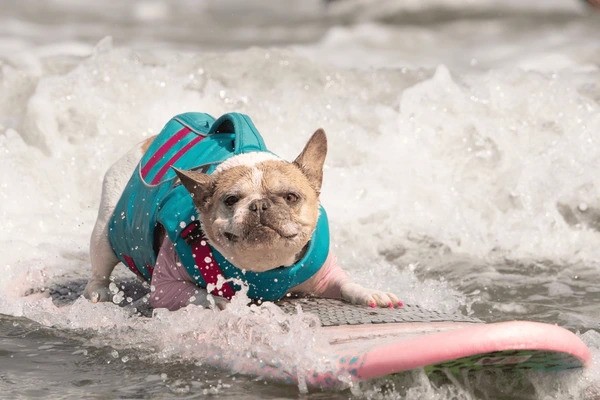 Dog Surfing Competition Held in California