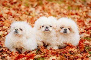 Pet Photo Street Showcases Pooches in Jiading