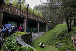 Giant Pandas Arrive in Washington D.C.