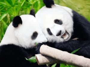 Panda Pair Return to China After 13 Years in Tokyo