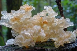 China's Capital of Edible Fungi Develops Strain with Medicinal Potential