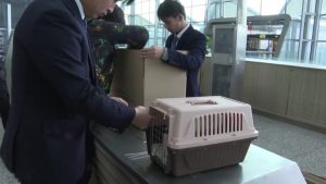 Flight for Pets Launched in Ningxia