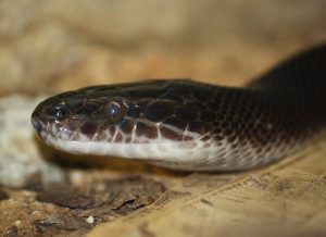 Woman Shares Home with Snakes