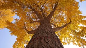 Ancient Ginkgo Tree Attracts Tourists