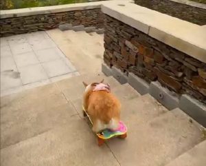 Corgi Shows Off Skateboarding Skills in Henan