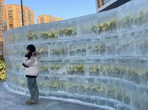 Frozen Roses Show Winter in Harbin