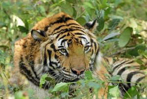 Heilongjiang Villager Injured in Tiger Attack