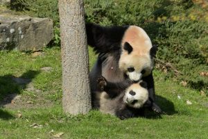 How China's Panda National Park Aims to Promote Biodiversity