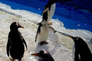 Penguin Parade Takes Place in Harbin