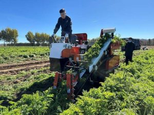 Chinese Researchers Build Lightweight Carrot Combine Harvester