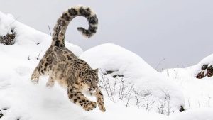 Chinese Researchers Complete World's Largest Snow Leopard Population Survey