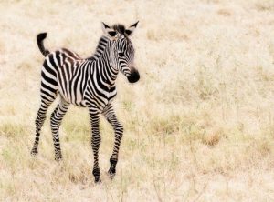 Chongqing Park Welcomes Baby Zebra