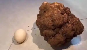 Kunming Woman Digs Up Humungous Black Truffle