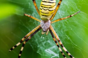 Newly Discovered Spider Species Named After Iconic Jay Chou Songs