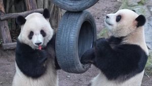 Pandas Celebrate First Year in Chongqing