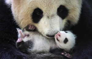 Three Giant Pandas Born in Belgium Return to China