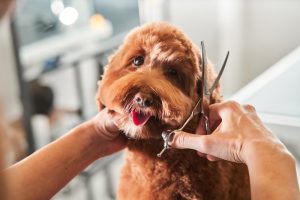 Owners Rush to Pamper Pets Ahead of Spring Festival