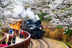 Taiwan Launches Steam Train Cherry Blossom Tour