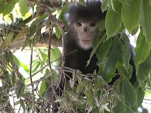 Third Group of Nujiang Golden Monkeys Discovered in Yunnan