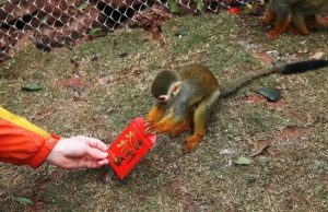 Zoo Animals Receive Red Envelopes in China