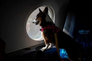 Chinese Airlines Offer Designated Seats for Pet Travel