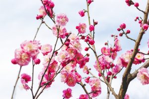 Plum Trees Blossom at Changsha Park